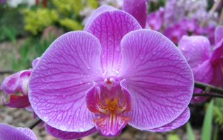 Orchid Phalaenopsis - Goffle Brook Farms