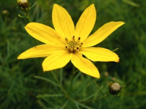 Coreopsis - Goffle Brook Farms