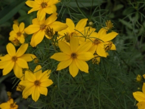 coreopsis double gain - Goffle Brook Farms