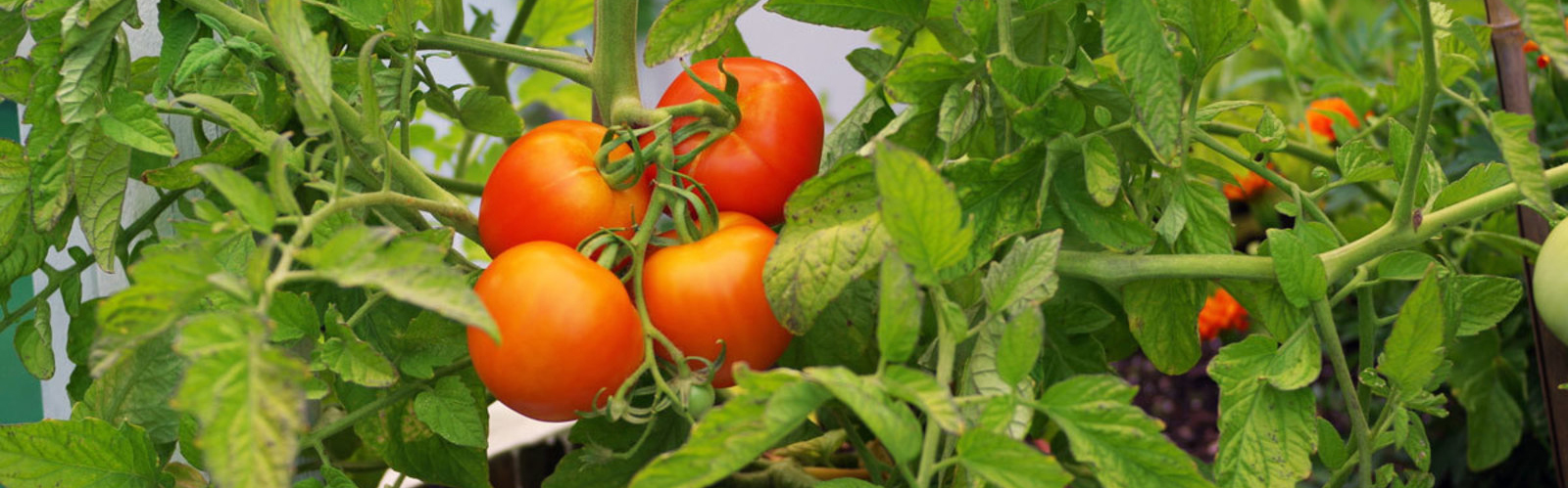 BeefMaster Tomato - Goffle Brook Farms