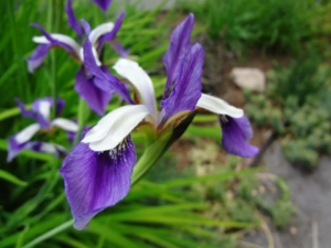 Blue Flag Iris - Goffle Brook Farms