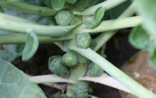 Brussel Sprouts - Goffle Brook Farms
