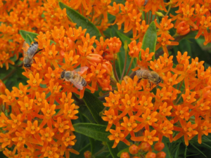 Butterfly Weed - Goffle Brook Farms