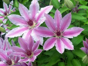 Clematis - Goffle Brook Farms