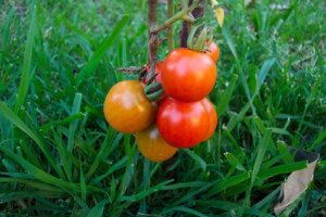 Early Tomato - Goffle Brook Farms