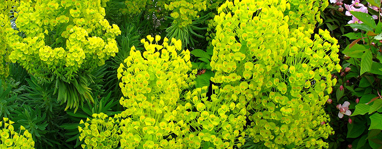 Euphorbia-cyparissias - Goffle Brook Farms