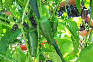 Green Peppers - Goffle Brook Farms