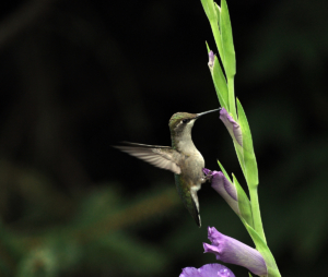 Hummingbird Pollinating Gladiola - Goffle Brook Farms