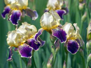 Iris Hybrida - Goffle Brook Farms