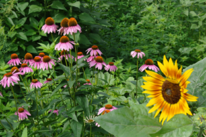 Pollinator Gardening- Goffle Brook Farms