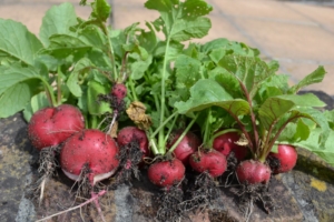 Radishes in Bergen County - Goffle Brook Farms