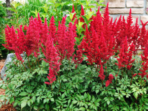 Red Astilbe - Goffle Brook Farms