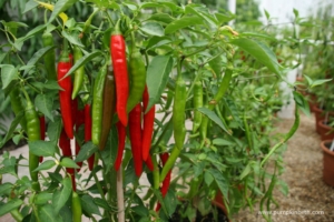 Red Hot Peppers - Goffle Brook Farms