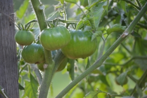 Tomato Plants - Goffle Brook Farms