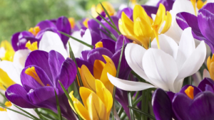 Crocus and Spring Flowering Bulbs - Goffle Brook Farms