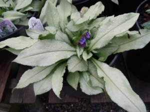 Lungwort 'diana clare' - Goffle Brook Farms