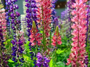 Lupine - Goffle Brook Farms