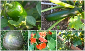 Vegetable Gardening in Bergen County - Goffle Brook Farms