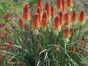 Red Hot Poker - Goffle Brook Farms