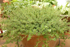 Thyme - Goffle Brook Farms
