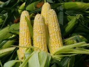 Fresh Locally Grown Sweet Corn - Goffle Brook Farms