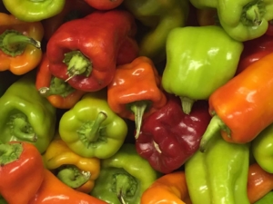 Fresh Peppers at Goffle Brook Farms