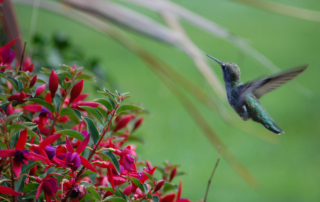 Fuschia with hummingbird
