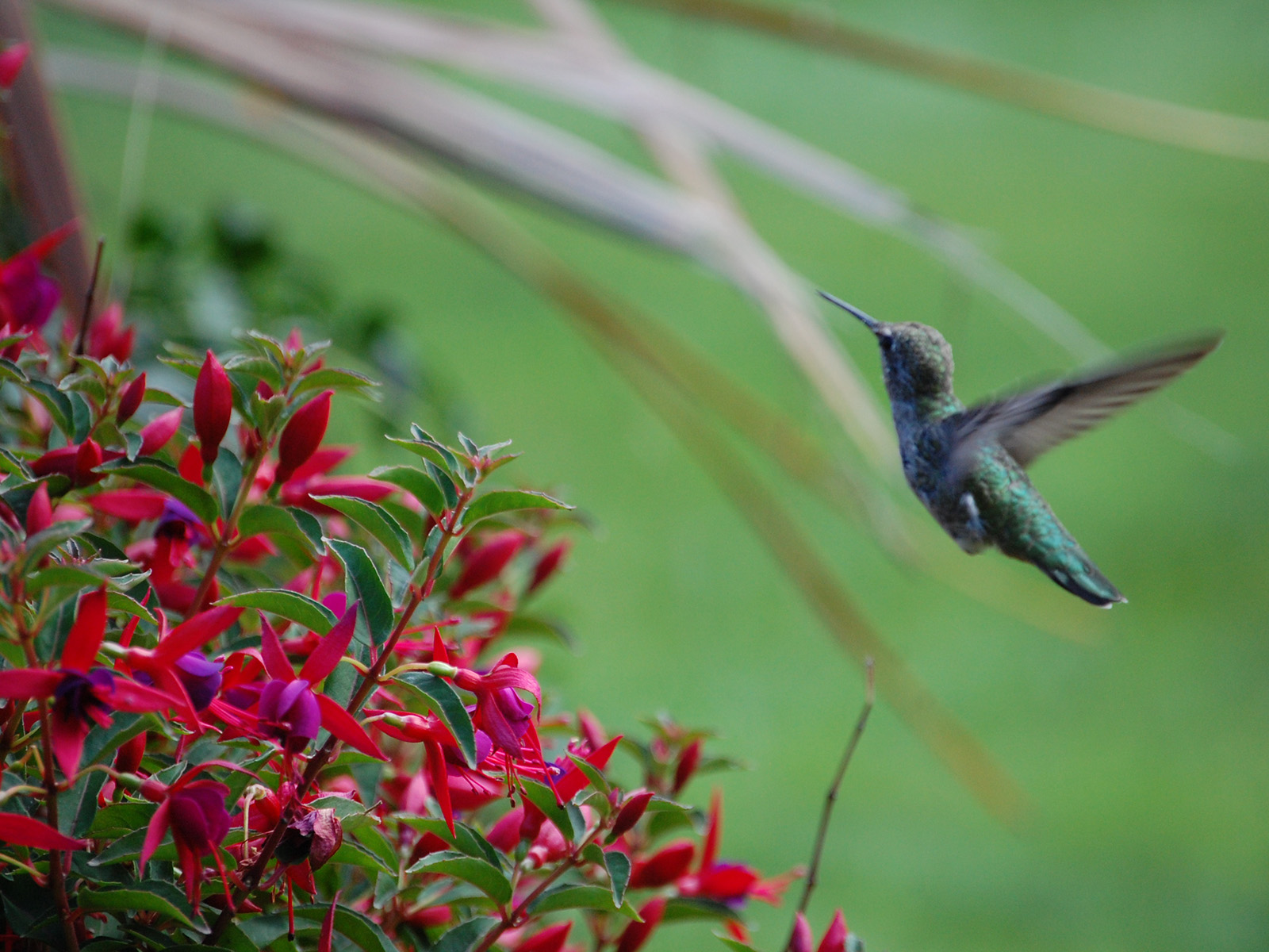 Fuschia with hummingbird