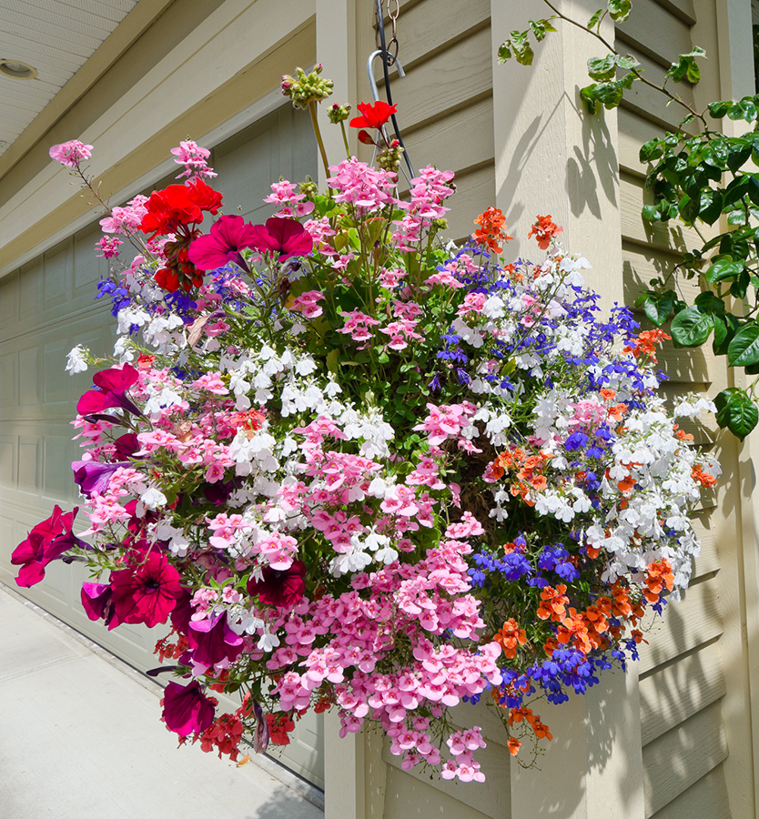 Hanging baskets - Goffle Brook Farms