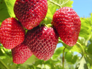 Growing Strawberries - Goffle Brook Farms