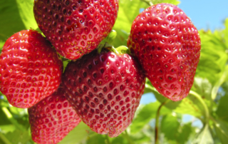 Growing Strawberries - Goffle Brook Farms