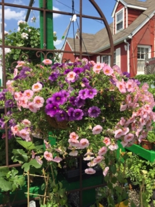 Hanging Baskets - Goffle Brook Farms