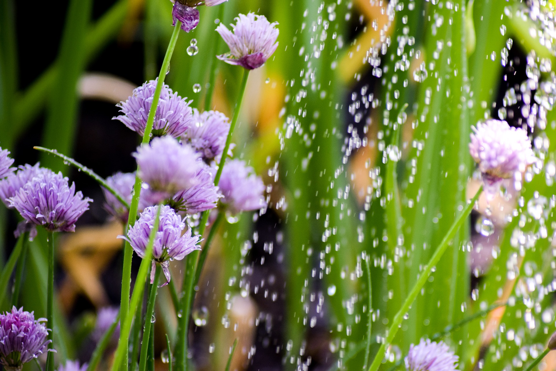 Chives - Goffle Brook Farms