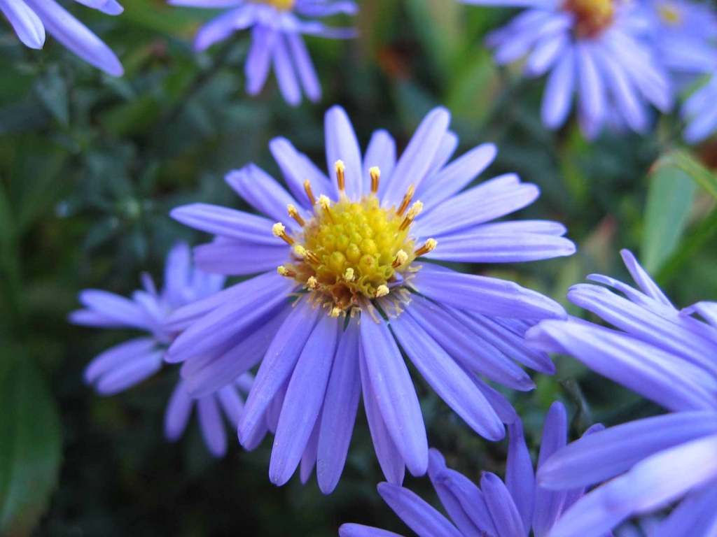 Aster - Goffle Brook Farms