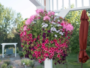 Annual Hanging Baskets - Goffle Brook Farms