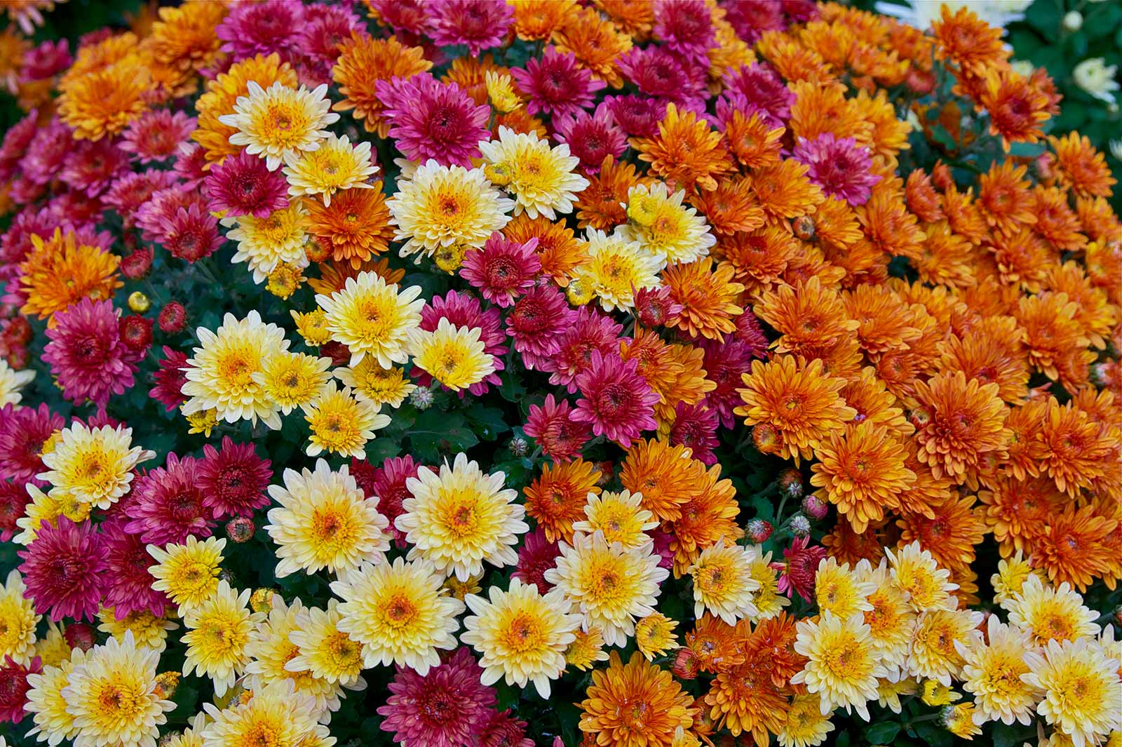 Multicolored Chrysanthemums - Goffle Brook Farms