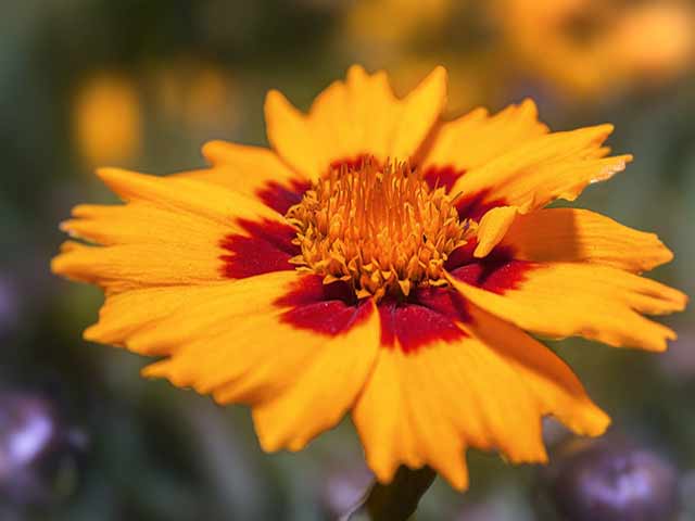 Coreopsis - Goffle Brook Farms