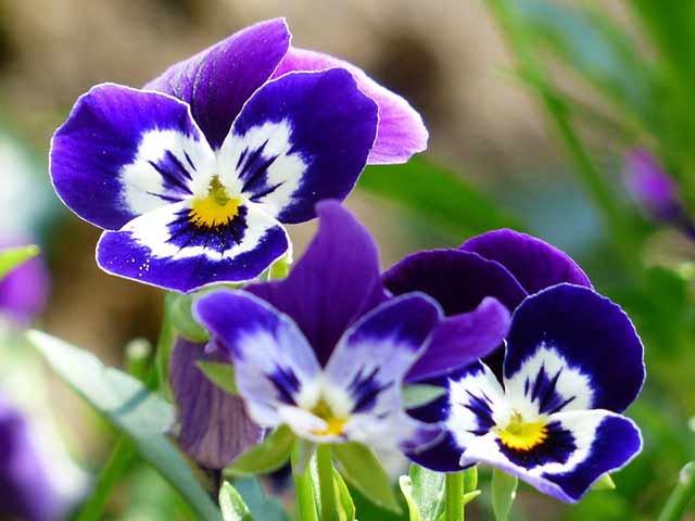 Pansy - Goffle Brook Farms