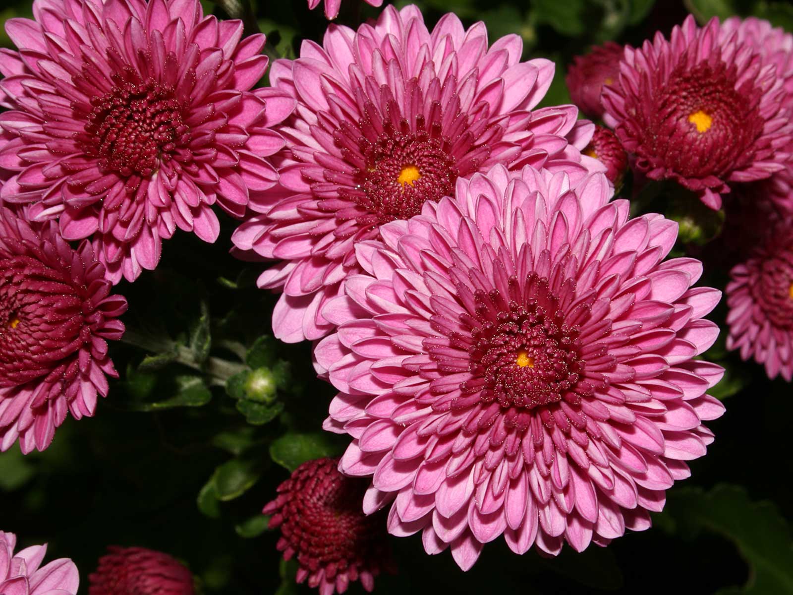 Pink Chrysanthemum - Goffle Brook Farms
