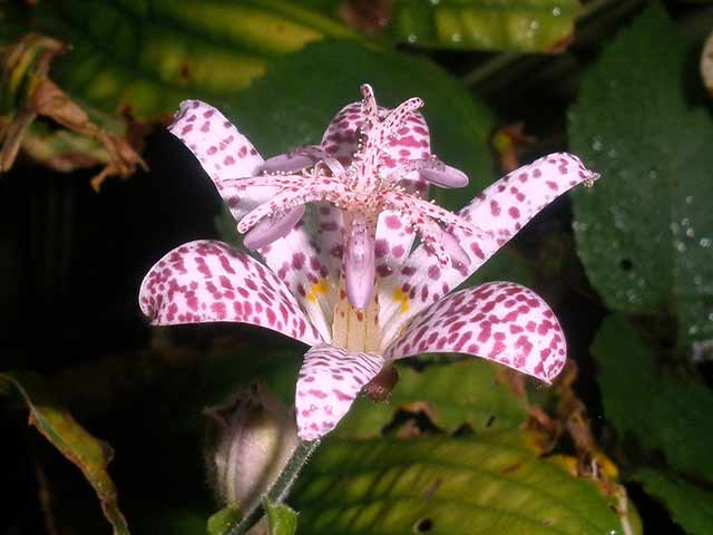 Toad Lily - Goffle Brook Farms