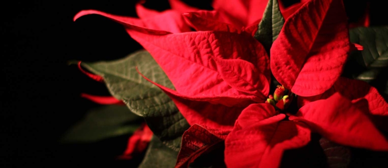 Poinsettias and Plant Care Tips - Goffle Brook Farms