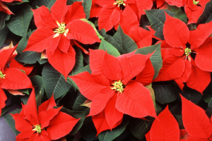 Poinsettias and Plant Care Tips