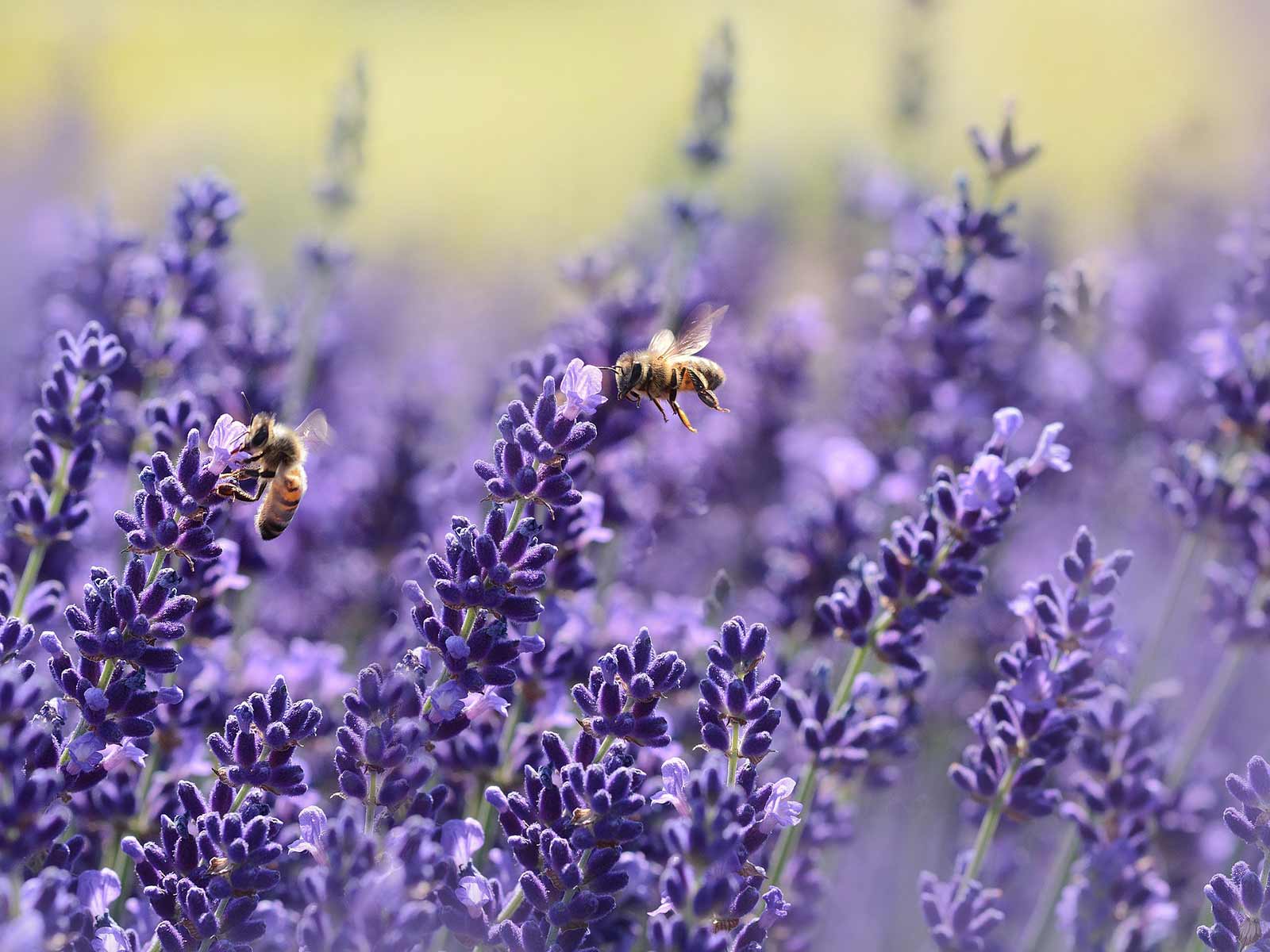 Lavender and Bees - Goffle Brook Farms