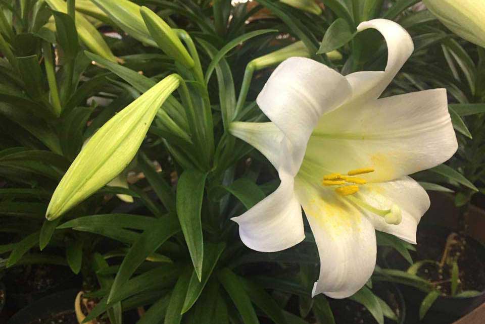 Easter Lilies and Flowers at Goffle Brook Farms