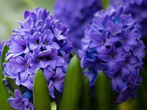 Sweet Scented Hyacinths at Goffle Brook Farms