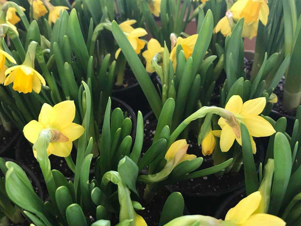Potted Daffodils at Goffle Brook Farms