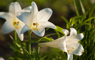 Easter Lily Bulbs at Goffle Brook Farms