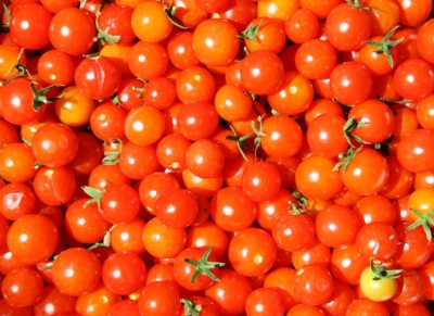 Cherry Tomatoes at Goffle Brook Farms in Ridgewood NJ