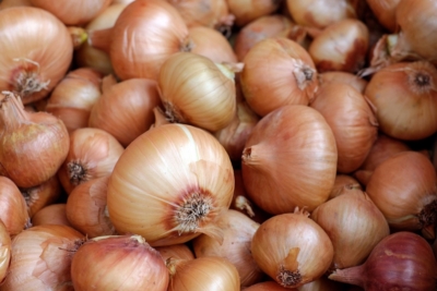 Onions at Goffle Brook Farms in Ridgewood NJ