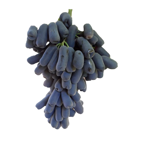 Sapphire Grapes At Goffle Brook Farms
